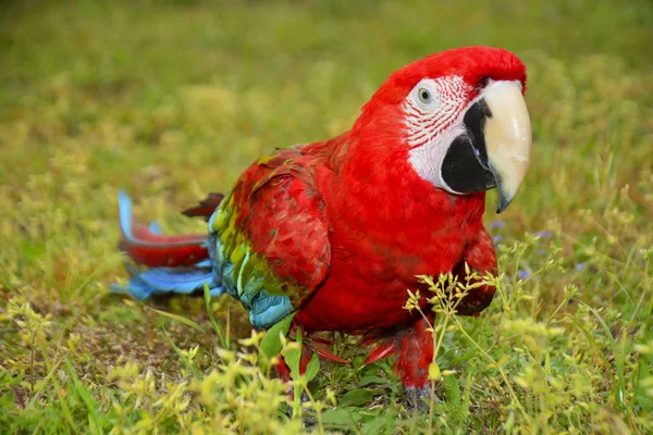 Farbenfroher Papageienscharlachara — Stockfoto