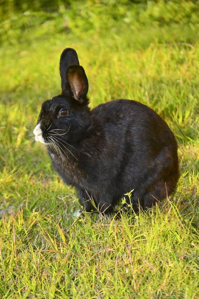 Кролик Зеленой Траве Летний День — стоковое фото