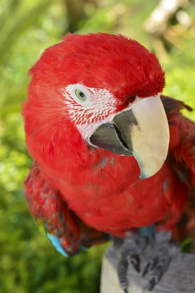Farbenfroher Papageienscharlachara — Stockfoto