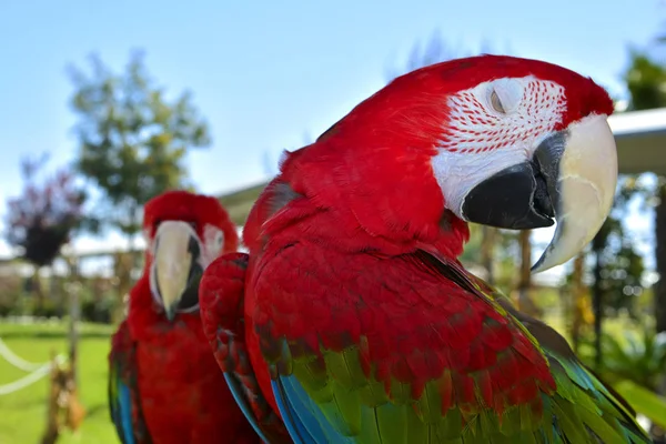 Nahaufnahme Porträt Eines Bunten Papageien — Stockfoto