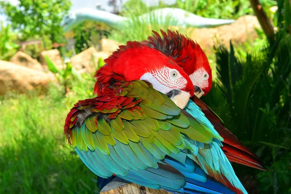 Zwei Rote Ara Papageien Auf Einem Ast — Stockfoto