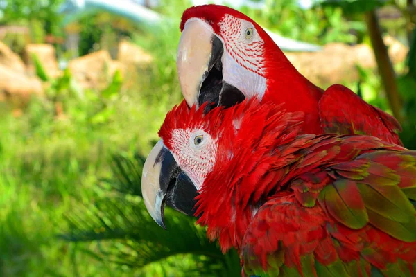 Deux Perroquets Aras Rouges Sur Une Branche — Photo