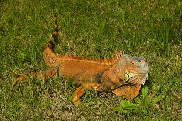 Iguana naranja fotos de stock, imágenes de Iguana naranja sin royalties | Depositphotos