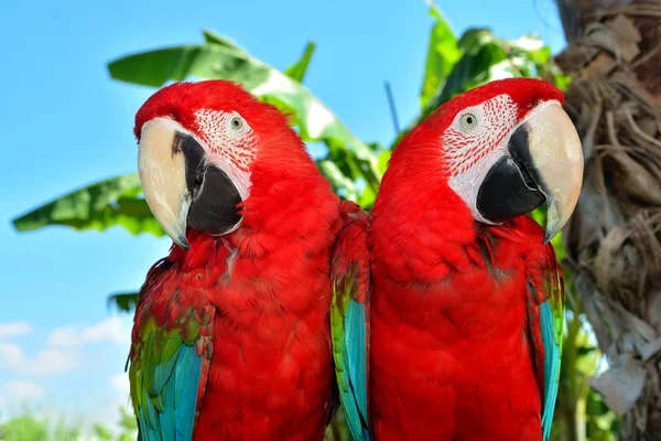 Two Red Macaw Parrots One Branch — Stock Photo, Image