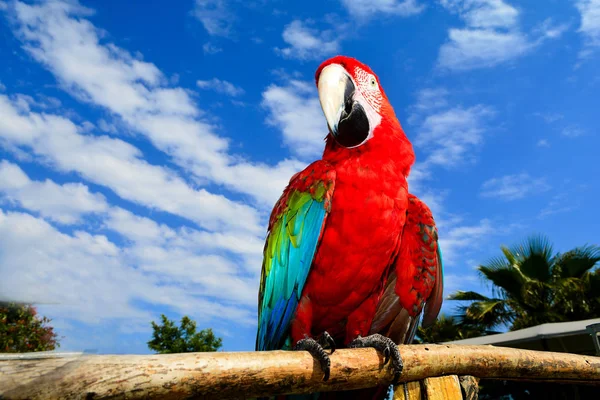 Perroquet Coloré Scarlet Macaw — Photo