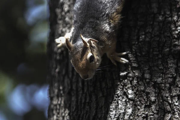 Close up half body portrait of a Sciurus Anomalus, Caucasian squirrel staying upside down on a tree trunk. They are common in Turkey, but their numbers are decreasing in the Levant. Thiis one probably hurt its ear during a fight with its neighbour.