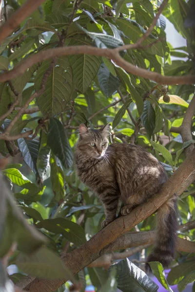 Full body profile of a stray mackarel cat on a loquat tree looking away. Stray cats depend on a variety of food sources and small birds and reptiles on trees are often easy prey for them providing additional nutrience.