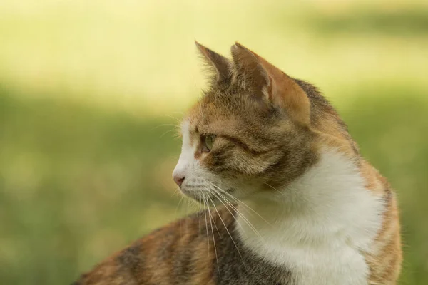 Profile of a nice stray calico cat with short fur looking back on green bokeh with large copy space.