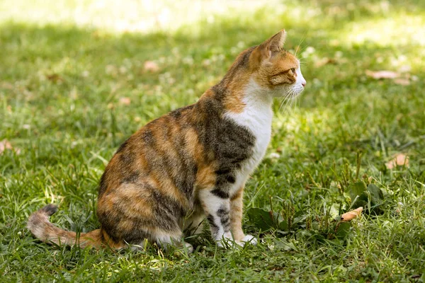 Full body side profile of a short fur tricolor cat staring at left sitting on grass at a warm summer day.