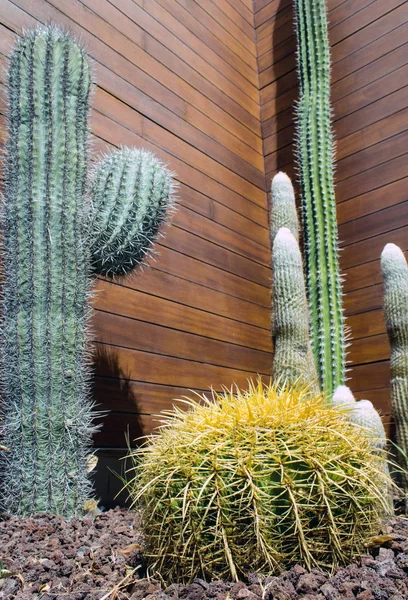 Low angle view of fat, tall, small and large cactus plants, in front of wooden wall and brown stones.