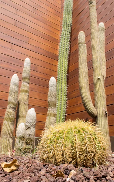 Low angle view of fat, tall, small and large cactus plants, in front of wooden wall and brown stones.