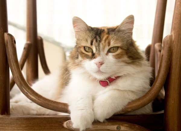 Front portrait of an adorable calico cat lying on a reversed rustic chair, looking at the lens.