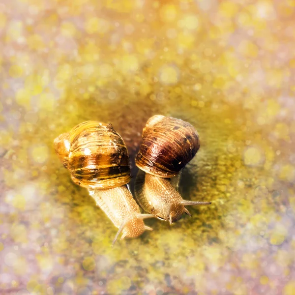 Close up digitally enhanced image of a couple of snails in an affectionate relationship.