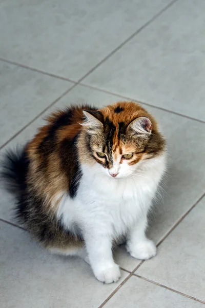 Full length, high angle view of a cute tricolor cat sitting on ceramic white flooring and waiting for something, looking away from lens with some copy space above.
