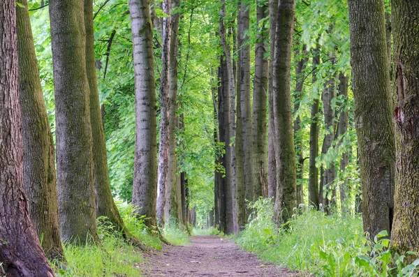 Footpat Drzewo Alley Lasu — Zdjęcie stockowe