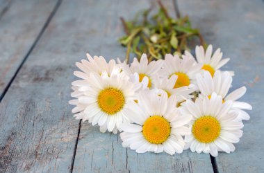 eski mavi ahşap masa güzel vahşi papatyalar