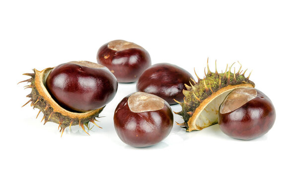chestnut on a white background