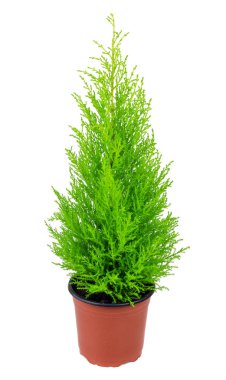 Beyaz arka plan üzerinde izole selvi saksı