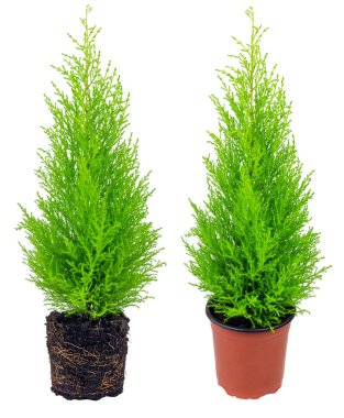 Two cypress, white cedar roots and pot isolated on white background clipart
