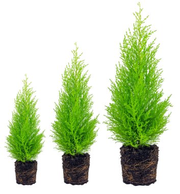 growth cypress, white cedar roots isolated on white background clipart