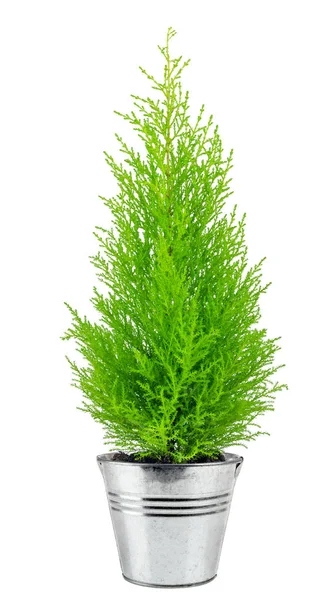 Beyaz arka plan üzerinde izole selvi saksı