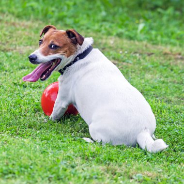 Jack Russell köpek yeşil çimenlerin üzerinde çalış