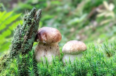 sonbahar yeşil yosun arka plan üzerinde mantar