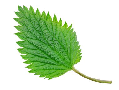 Beyaz bir arka plan üzerinde izole ısırgan otu