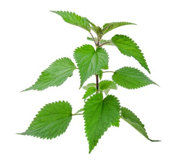 Beyaz bir arka plan üzerinde izole ısırgan otu