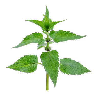 Beyaz bir arka plan üzerinde izole ısırgan otu