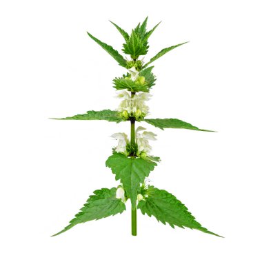 Beyaz bir arka plan üzerinde izole ısırgan otu