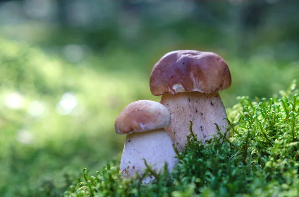 Autumn Mushrooms Background Green Moss — Stock Photo, Image