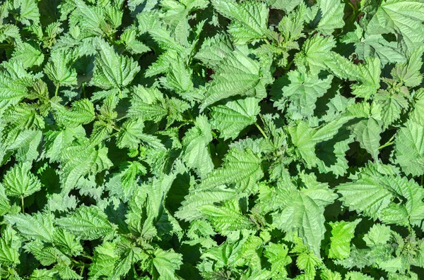 Bush Nettle Leaves Background — Stock Photo, Image