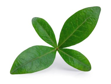 Deniz salyangozu bir beyaz izole arka plan üzerinde bırakır