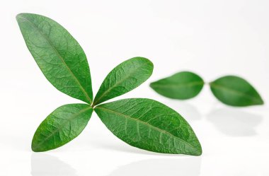 Beyaz bir arka plan yapraklarda Cezayir menekşesi