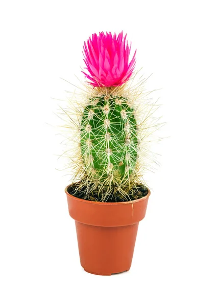 Pustynia Cactus Różowy Kwiat Białym Tle — Zdjęcie stockowe