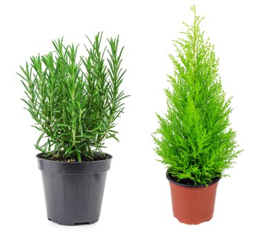 Rosemary and cypress isolated on white background clipart