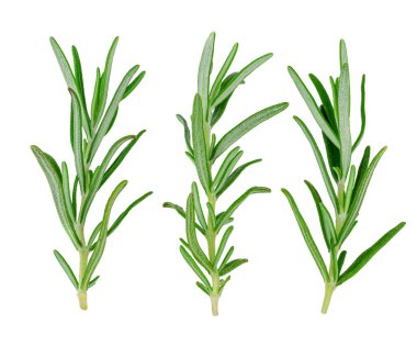 dal biberiye beyaz bir arka plan üzerinde