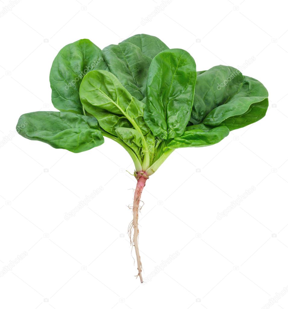 spinach isolated on white