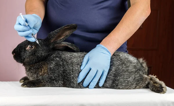 Tierarzt Führt Geimpfte Kaninchen Durch — Stockfoto