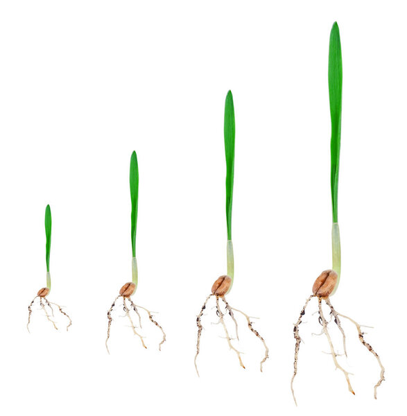 four wheat germ, isolated on a white background