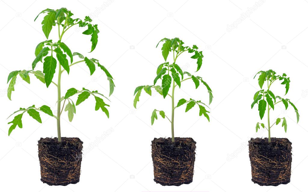Evolution of tomato seedling isolated on white background