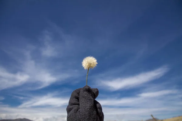 Fokusera Blomman Himlen Naturen — Stockfoto