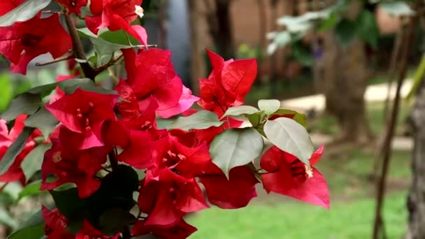 Red Flowers Moving Air — Stock Video