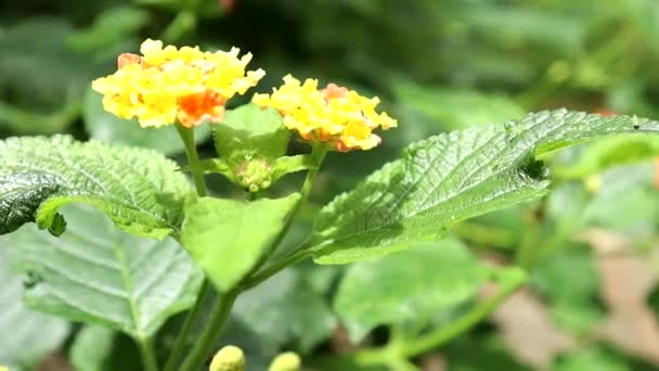 空気中を黄色の花が動き — ストック動画