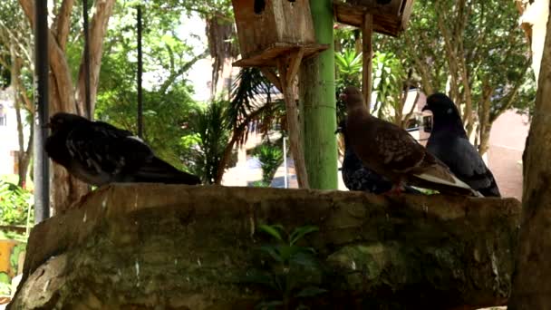 Brunnen Mit Wasser Und Vogeltränke — Stockvideo