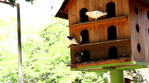 鸽子睡觉的房子 — 图库视频影像