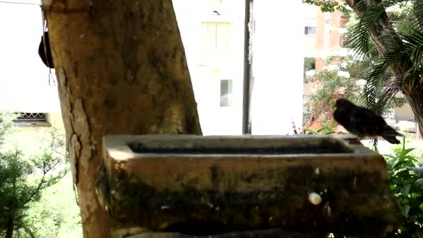 Piccione Fontana Acqua — Video Stock