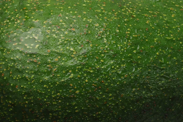 Green avocado peel skin close up macro image background