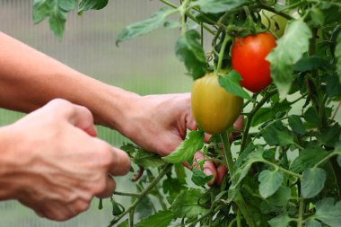Bir dalda olgun kırmızı domates. Bir serada yetişen domatesler. Fotokopi alanı olan bir domates fotoğrafı..